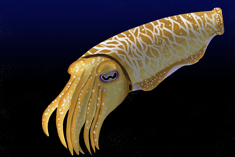 An image of a cuttlefish, an example of a mollusc, despite having fish in its name it is indeed a mollusc